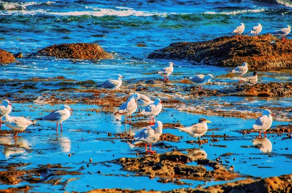 Tiro de alto ângulo de aves marinhas desfrutando de seu habitat natural em um belo dia brilhante — Fotografia de Stock