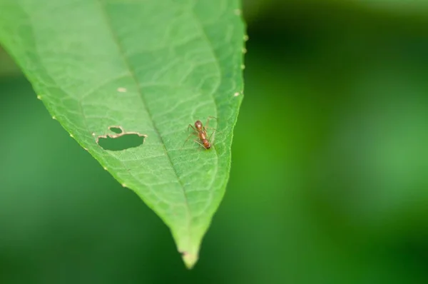 Крупним планом знімок комахи на зеленому листі пошкоджує його розмитим фоном — стокове фото