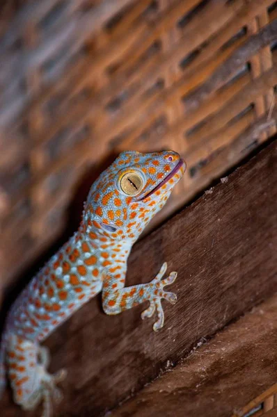 Primer plano de un lagarto azul y naranja sobre una superficie de madera con un fondo borroso — Foto de Stock