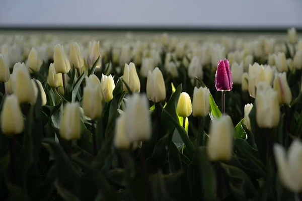 Pojedynczy Fioletowy Tulipan Dziedzinie Białych Tulipanów Koncepcja Indywidualności — Zdjęcie stockowe