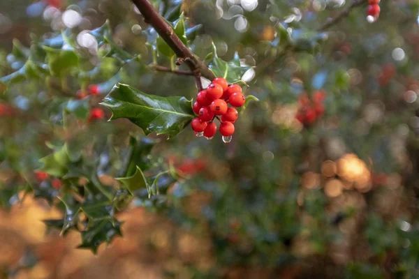 Brockenhurst yakınlarındaki New Forest 'ta bulanık bir arka planda Yaupon Holly meyveleri, Uk — Stok fotoğraf
