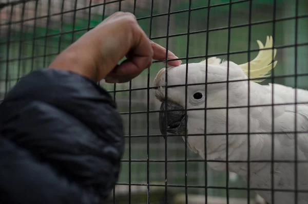 Kafesteki Beyaz Sülfür Ibikli Papağana Dokunan Insan Parmağının Yakın Çekimi — Stok fotoğraf