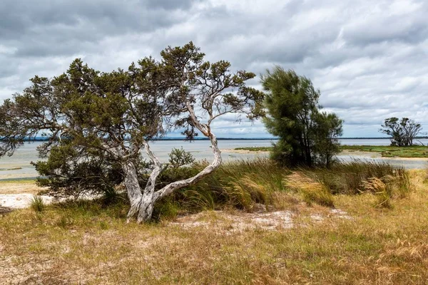 Uno Splendido Scenario Alberi Verdi Cespugli Vicino Mare Sotto Nuvole — Foto Stock