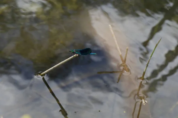 Mise au point sélective d'un insecte exotique sur un bâton de bois dans un étang — Photo