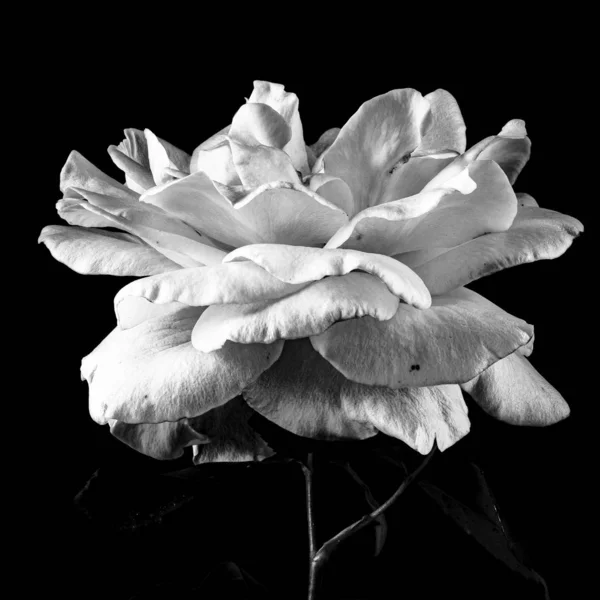 Odizolowane zbliżenie ujęcia pięknej kwitnącej wiecznie zielonej róży na czarnym tle — Zdjęcie stockowe