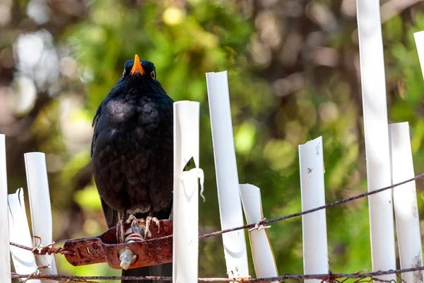 Selectieve focus shot van een schattige gewone merel staan op een hek met een zelfverzekerde aantrekkingskracht — Stockfoto