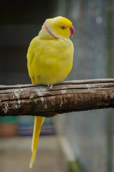 Κάθετη βολή του ένα χαριτωμένο κίτρινο παπαγάλος Budgerigar κάθεται σε ένα ξύλινο ραβδί με θολή φόντο — Φωτογραφία Αρχείου