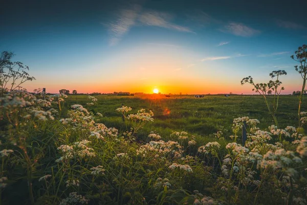 Belle vue sur les champs verts et les fleurs capturés en Zélande, Pays-Bas — Photo