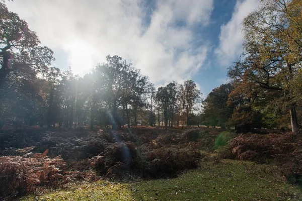 Uma Bela Foto Campo Junco Comum Nova Floresta Perto Brockenhurst — Fotografia de Stock