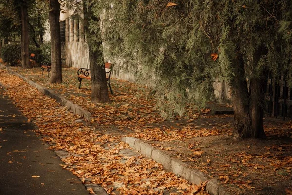 Красивый снимок тротуара, покрытого опавшими листьями осенью — стоковое фото