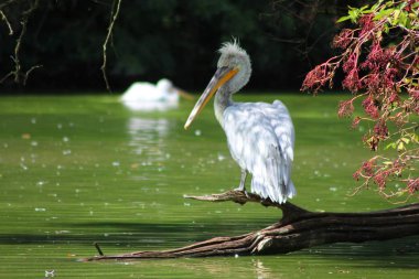 A white grumpy pelican perching on a piece of wood near the lake clipart
