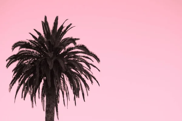 Bel colpo di una silhouette di una palma su uno sfondo rosa - perfetto per uno sfondo carta da parati — Foto Stock