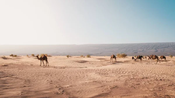 Belle vue des chameaux sur le désert capturés à la lumière du jour au Maroc — Photo