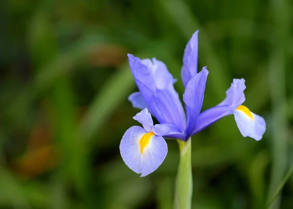 Beautiful Mauve Iris Grows Garden — 스톡 사진