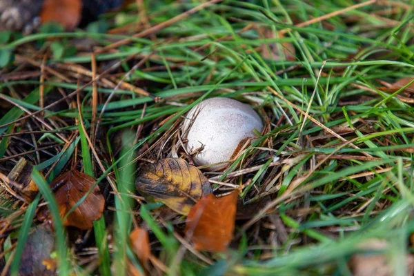 Gros Plan Champignon Blanc Caché Sous Herbe Verte Dans New — Photo