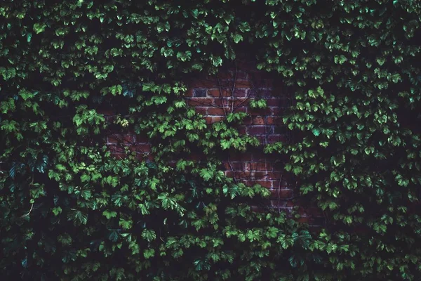 Pared de ladrillo marrón cubierta con una gran cantidad de plantas verdes - ideal para un fondo fresco —  Fotos de Stock