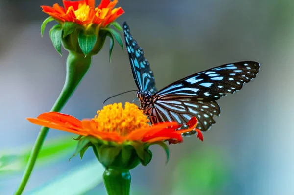 Крупный план красивой бабочки с интересными текстурами на оранжевом лепестке цветка — стоковое фото