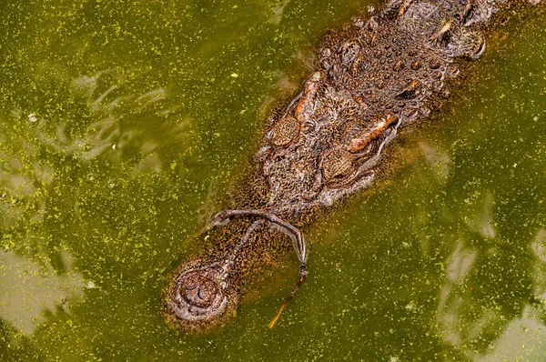 Высокоугольный Снимок Аллигатора Грязном Озере Джунглях — стоковое фото