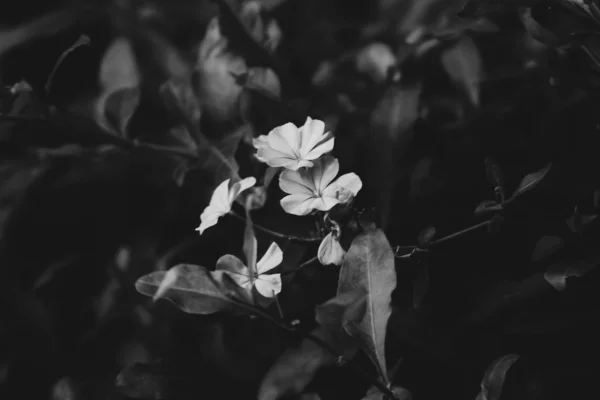Closeup gray scale shot of white flowers in a garden with a blurred background — Stockfoto