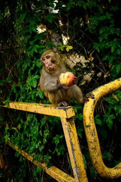 Vertikale Aufnahme eines niedlichen Affen, der einen Apfel isst, sitzt auf einem gelben rostigen Zaun in Hongkong — Stockfoto