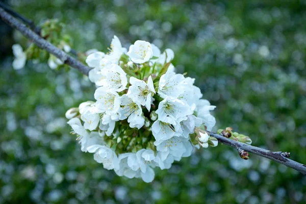 Gros plan de belles fleurs de cerisier blanc sur un fond flou — Photo