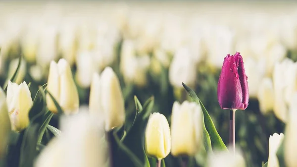 Une seule tulipe violette dans le domaine des tulipes blanches - concept d'individualité — Photo