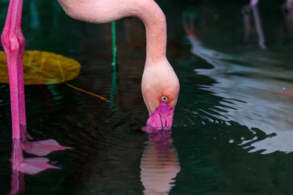 Beautiful Pink Flamingo Drinking Water Lake Park — Stock Photo, Image