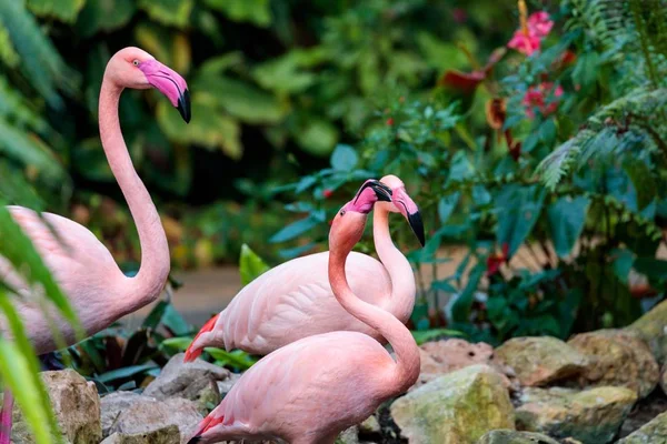 공원의 근처에 분홍색 플라밍고의 아름다운 — 스톡 사진