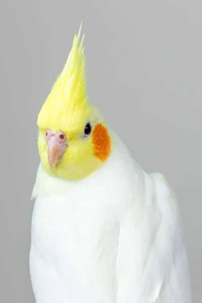 Vertikal Närbild Skott Söt Lutino Cockatiel Med Ljus Pastell Bakgrund — Stockfoto