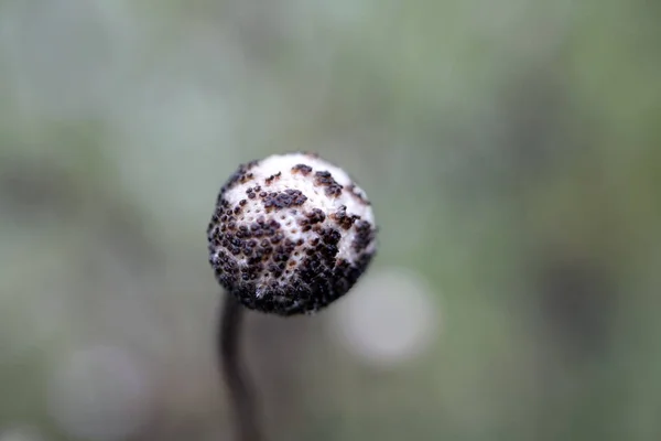 Tiro Seletivo Foco Uma Planta Exótica Com Fundo Borrado — Fotografia de Stock