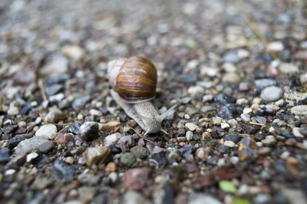 Closeup Shot Little Snail Colorful Pebbles — Stock Photo, Image