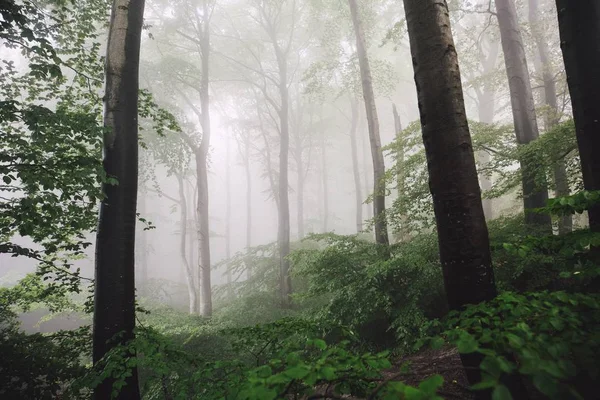 Uno Scatto Mozzafiato Degli Alberi Alti Una Bellissima Foresta Nebbiosa — Foto Stock