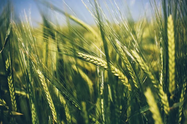 Gros Plan Blé Sur Une Belle Ferme Blé Sous Ciel — Photo