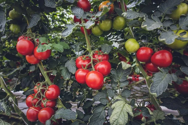 A beautiful view of tomatoes on a tree in the middle of a vegetable garden
