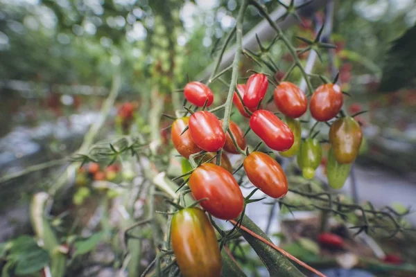 A closeup shot of cherry tomatoes on a tree in a vegetable garden