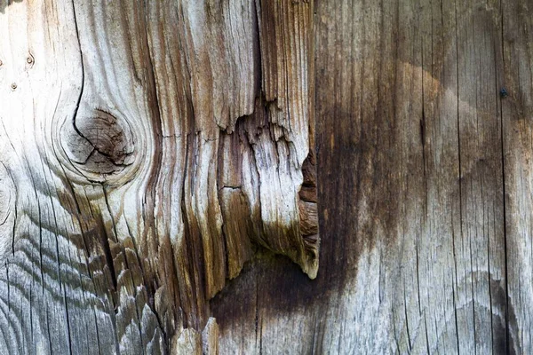 Ένα Κοντινό Πλάνο Από Τις Γραμμές Ενός Παλιού Κορμού Δέντρου — Φωτογραφία Αρχείου
