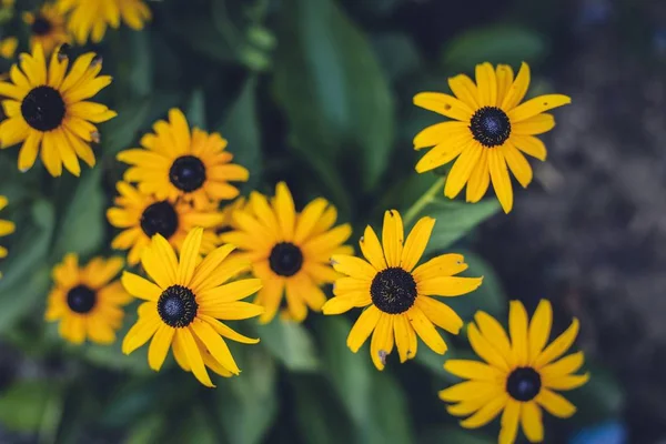 在花园里拍了一张漂亮的黄色花朵的特写 — 图库照片
