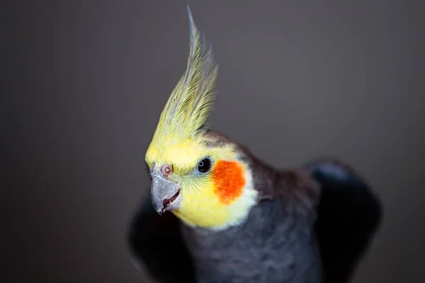 Primo Piano Simpatico Pappagallo Cockatiel Uno Sfondo Sfocato — Foto Stock