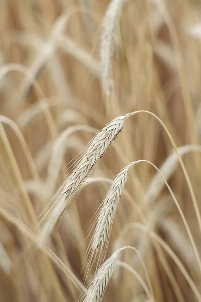 Вертикальный Селективный Снимок Пшеницы Пшеничной Ферме — стоковое фото