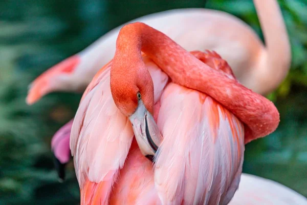 Lovitură Closeup Unui Flamingo Frumos Mai Mare Fundal Neclar — Fotografie, imagine de stoc
