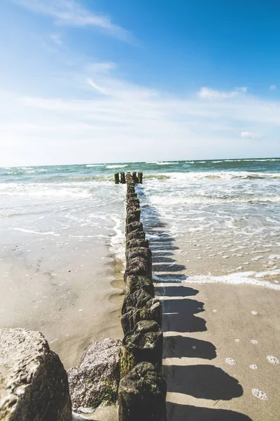 Colpo Verticale Tronchi Bosco Della Spiaggia Con Bellissimo Oceano Sullo — Foto Stock