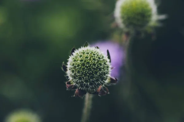 Mise Point Sélective Une Plante Verte Exotique Fond Flou — Photo