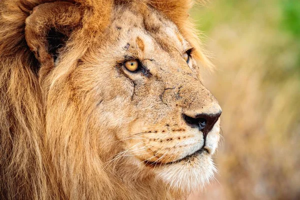 Närbild Ett Lejon Serengeti Tanzania Med Suddig Bakgrund — Stockfoto