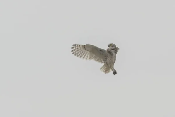 An isolated shot of an owl maneuvring on a white background - leap-to-mind concept