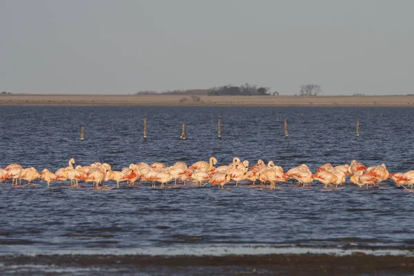 Stado Pięknych Flamingów Stojących Wodzie Jeziora Świetne Artykułu Rzadkich Zwierzętach — Zdjęcie stockowe