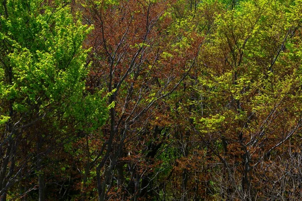 Vysoký Úhel Záběru Zelených Stromů Horách Podzim — Stock fotografie