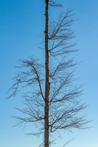 Vertikal Närbild Skott Ett Naket Träd Himlen Medvednica Berg Kroatien — Stockfoto