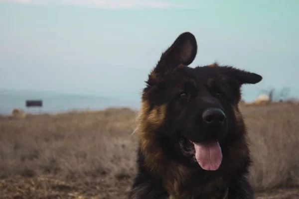 Gros Plan Vieux Chien Berger Allemand Noir Brun Avec Langue — Photo