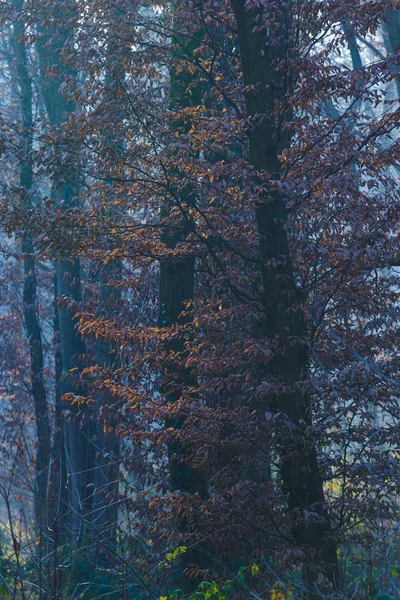 Eine Vertikale Aufnahme Der Bäume Düsteren Wald Maksimir Zagreb Kroatien — Stockfoto