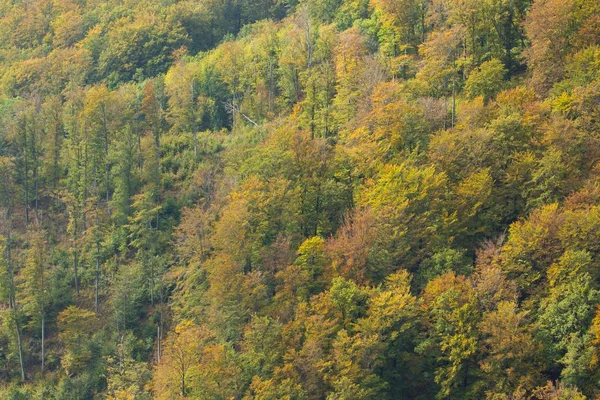 High Angle Shot Autumn Forest Mountain Medvednica Zagreb Croatia — ストック写真
